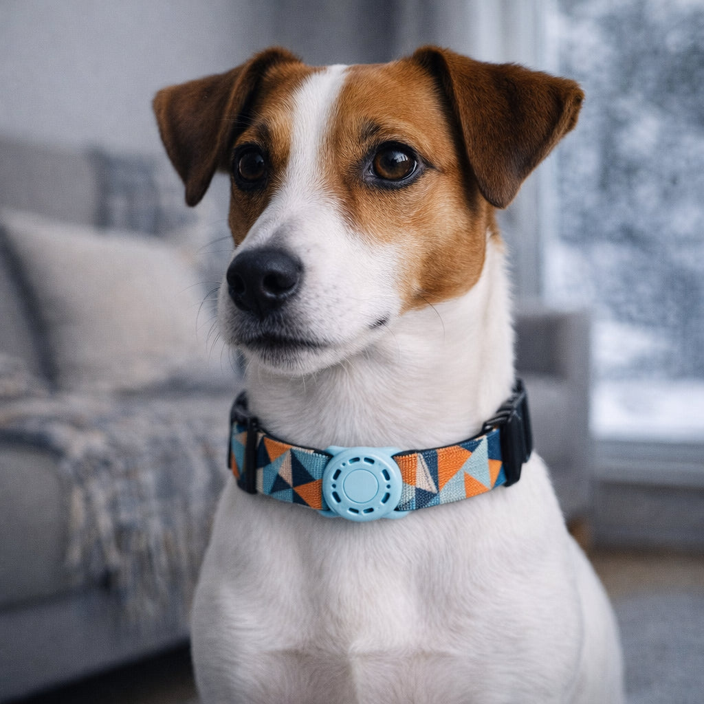 collier connecte chien