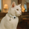 gps collar for cats