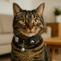 tracker collar for cats