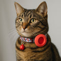 cat harness with airtag holder