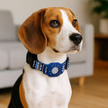 air tag holder for dog collar