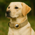 air tag dog collar
