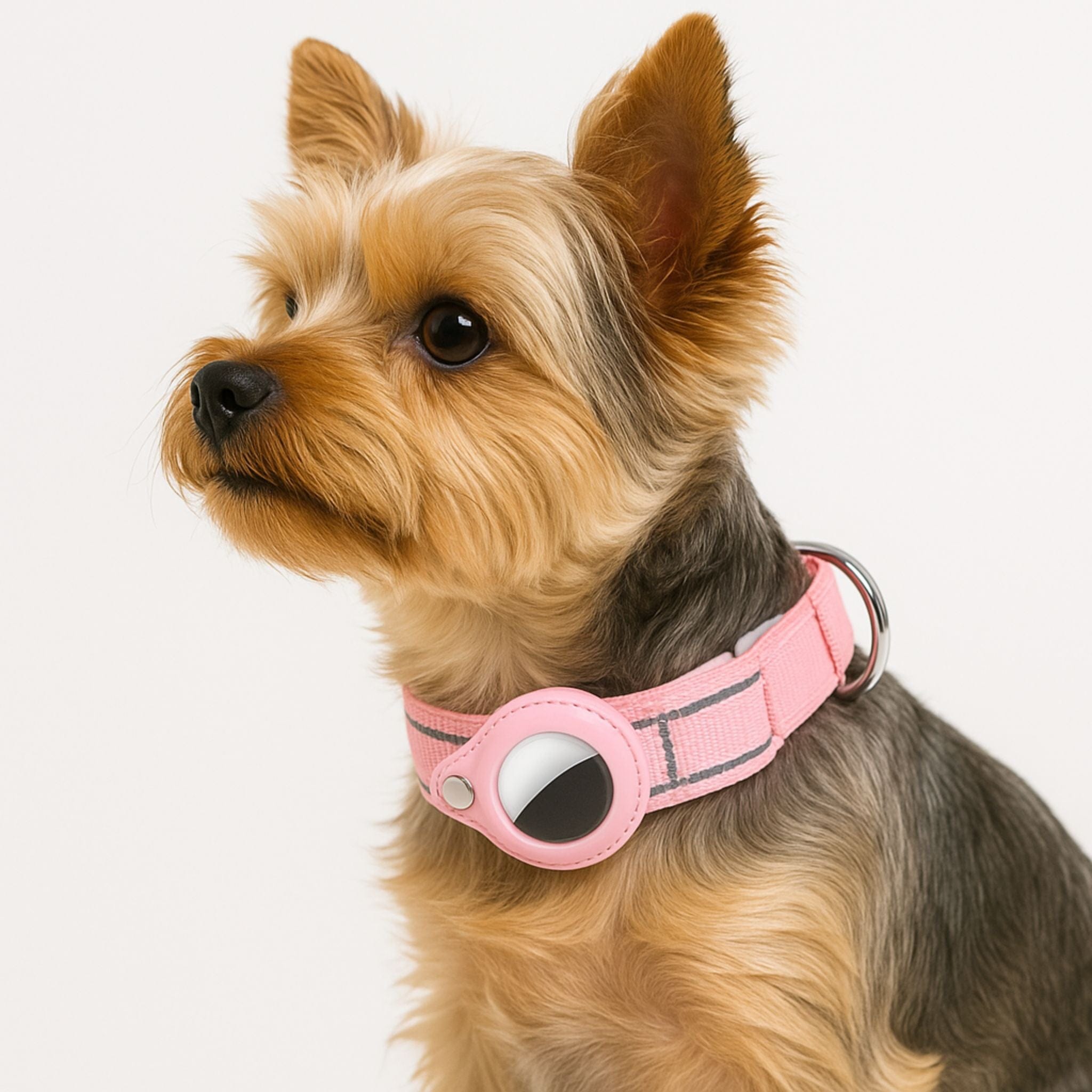 dog air tag