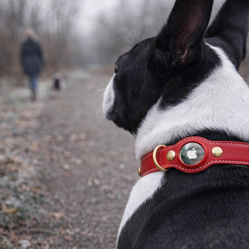 airtag-chien